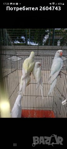 Продавам различни видове папагали, снимка 15 - Папагали - 42527505