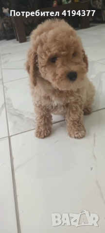 Той пудел , снимка 6 - Пудели - 52187637