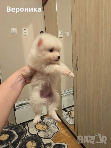 померан мини мини шпиц, снимка 10 - Померан - 52566587