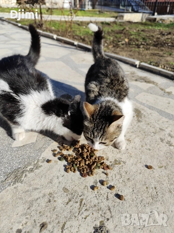 Подарявам две сладки котенца., снимка 4 - Други - 53088628