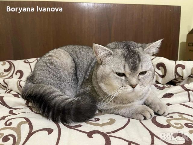 Британски късокосмест котарак търси своята дама, снимка 3 - Британска късокосместа - 51458667