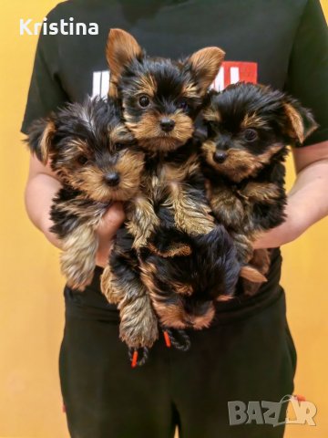 Йорки йоркширски териер, снимка 10 - Йоркширски териер - 39758358