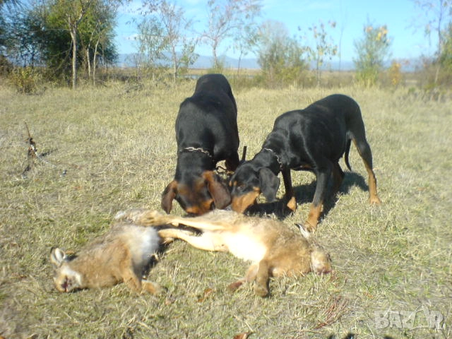 Гончета обучени за лов , снимка 2 - Гонче - 52086862