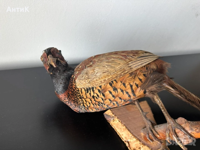 Препариран Фазан , снимка 4 - Други ценни предмети - 51683019