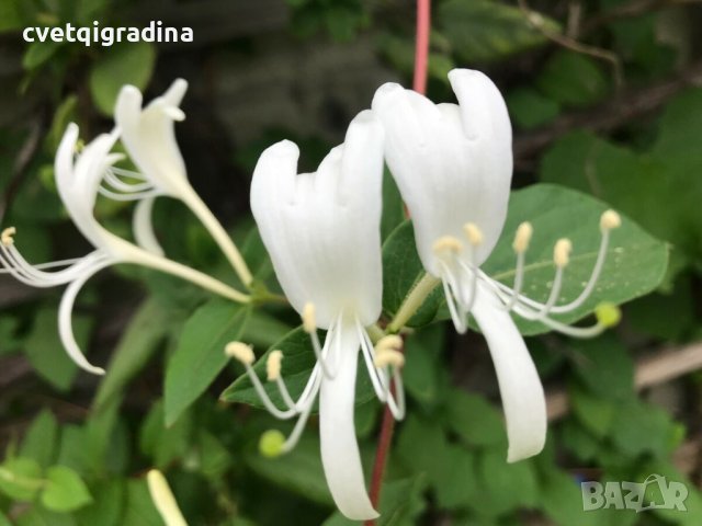 Lonicera albiflora(Лоницера бяла)