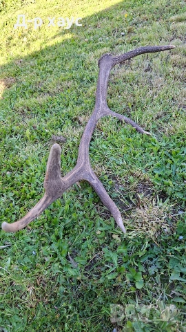 Еленски рог единичен 100см, снимка 2 - Декорация за дома - 54304391