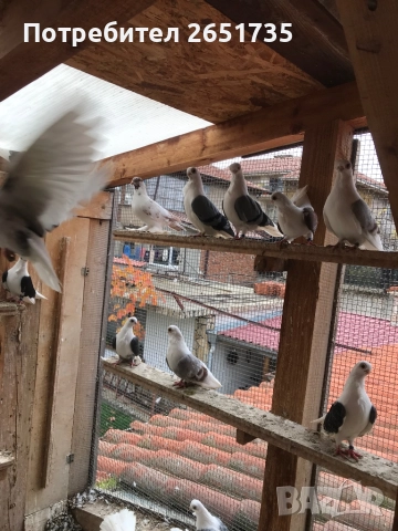 Гълаби, снимка 11 - Гълъби - 52166248