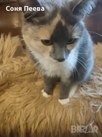 Домашна, женска,кастрирана котка, снимка 3 - Други - 52171919