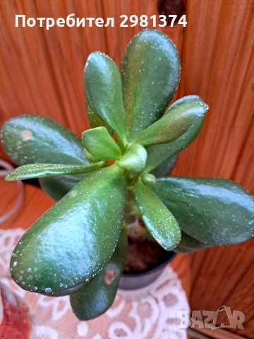 Дърво на живота и късмета, снимка 2 - Стайни растения - 53340812