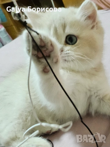 Британски родословни котенца Великденска промоция   лилаво злато , снимка 6 - Британска късокосместа - 53502654