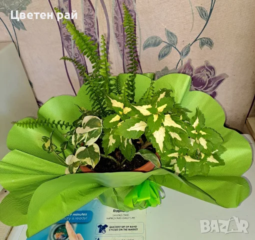Аранжировка на цветя! Подари усмивка на любим човек, снимка 3 - Стайни растения - 56056394