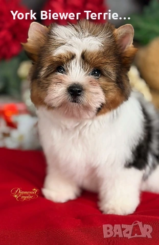 Йоркширски терИер! Момчета с родословие- най-добри приятели за семейство с деца!