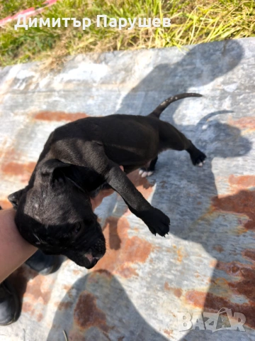 Малки потбулчета , снимка 9 - Питбул - 54251823