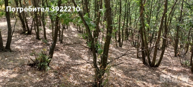 Продавам 100дка гора , снимка 2 - Земеделска земя - 52371724