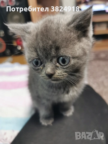 Британска късокосместа, снимка 3 - Британска късокосместа - 53081117