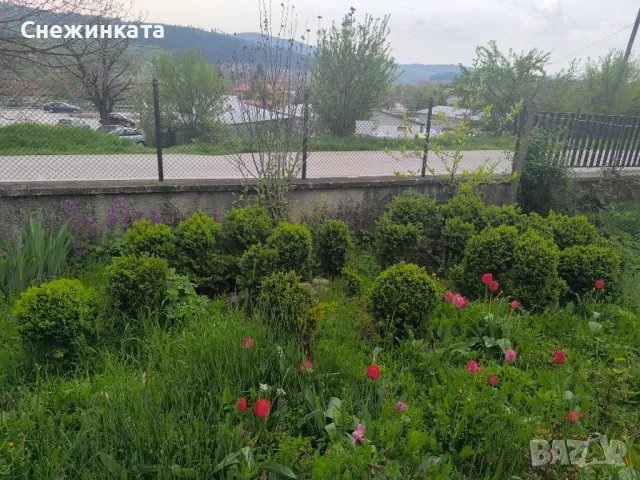 Чемшири- 30-100лв, снимка 6 - Градински цветя и растения - 49939319