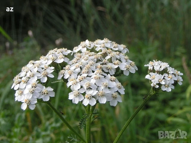 кампанула, снимка 3 - Разсади - 50944431