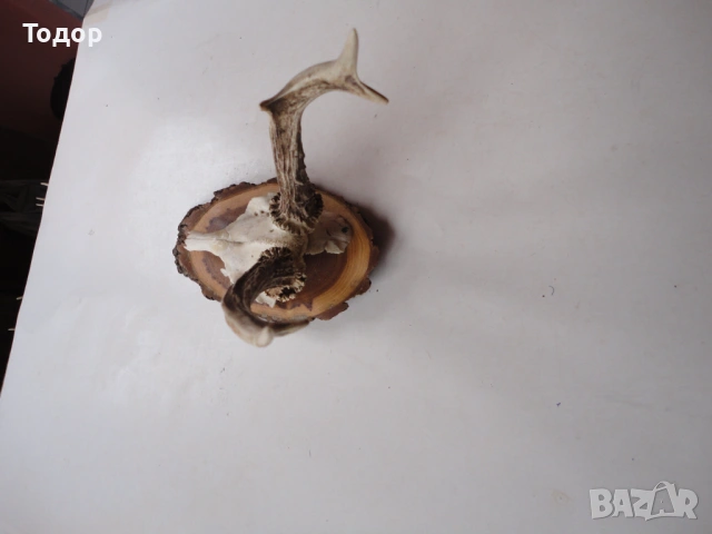 Ловен трофей рога 17, снимка 4 - Ножове - 54087414