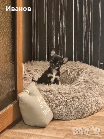 Чихуахуа мини бебе , снимка 1