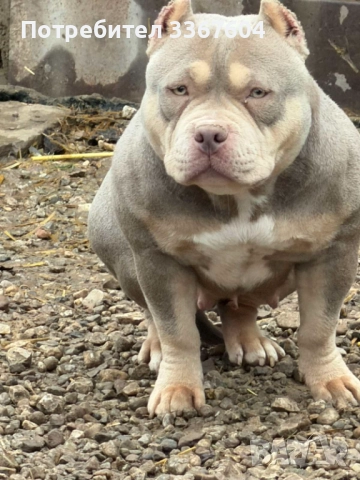 Американско були покет , снимка 2 - Други - 52807210