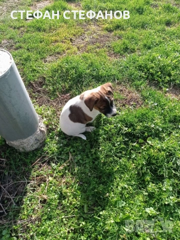 Джак Ръсел , снимка 8 - Джак ръсел териер - 52917744