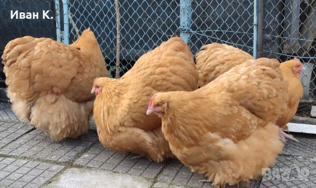 Продавам жълт Орпингтон., снимка 8 - Кокошки и пуйки - 37376457