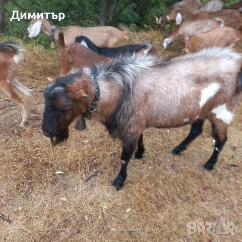 Продавам Пръч чип