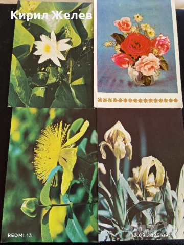 Четири пощенски картички МЕДОВА ПЕРУНИКА, СТРАНДЖАНСКА ЗВЪНИКА,ВОДНА ЛИЛИЯ 26474