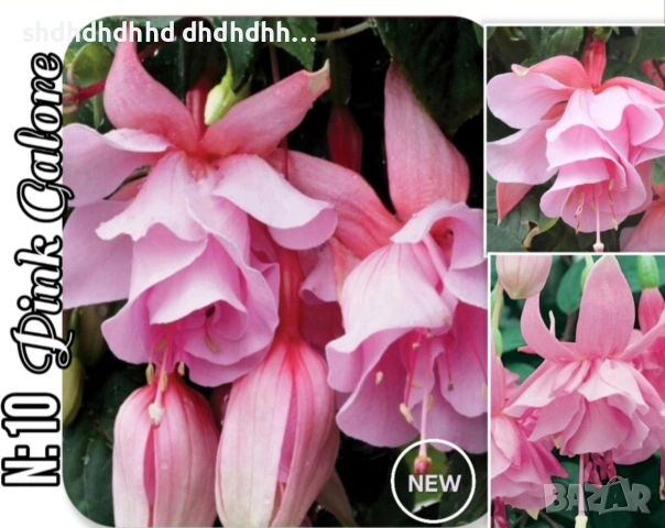 Фуксия многодишна Каскадна , снимка 12 - Градински цветя и растения - 54270811