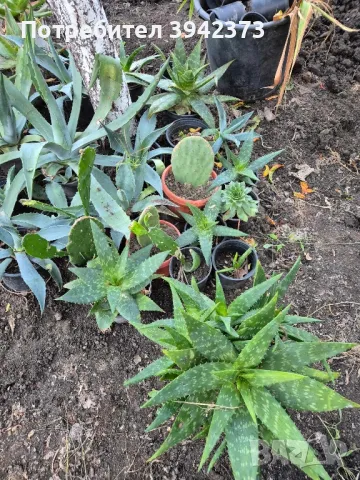 Кактуси , снимка 9 - Градински цветя и растения - 47459512