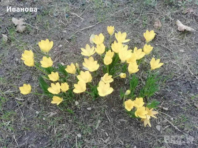 Луковици нарциси и минзухари, снимка 5 - Сортови семена и луковици - 56228133