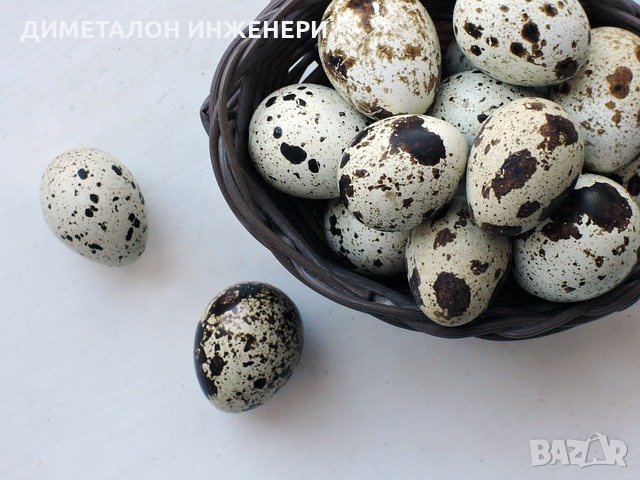 Яйца от пъдпъдъци оплодени и консумация/пъдпъдъчи яйца/пъдпъдъци носачки , клетки и люпене