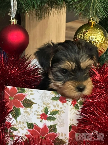 Мини йоркширски териер , снимка 2 - Йоркширски териер - 52687703