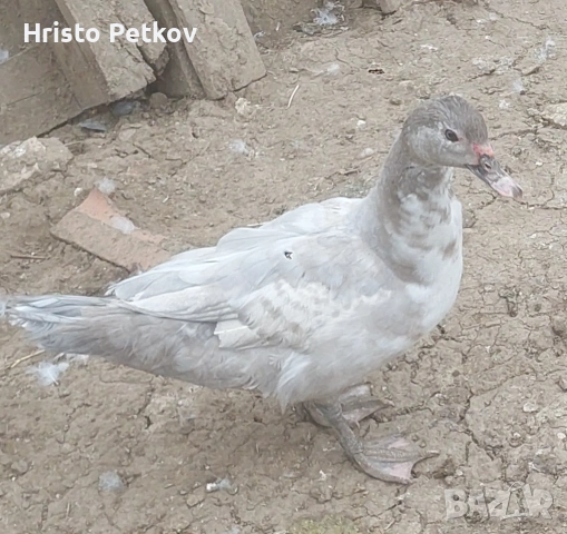 Продавам неми Патици и Патори , снимка 4 - Патици и гъски - 54097625