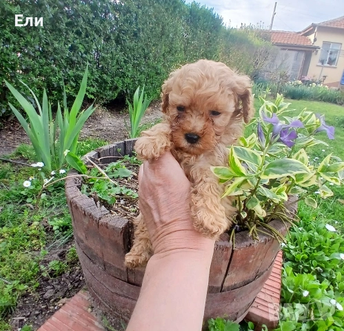 той пудел момченце 