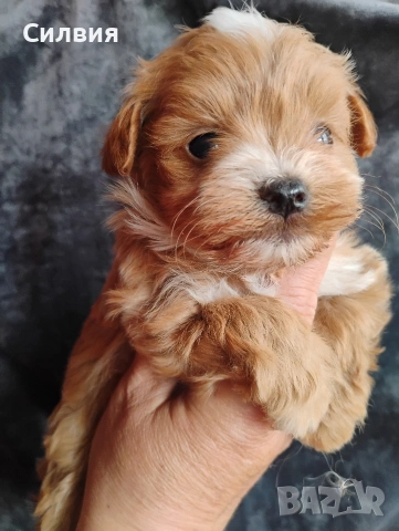 предлагам малтипу момчета, снимка 4 - Пудели - 53936425