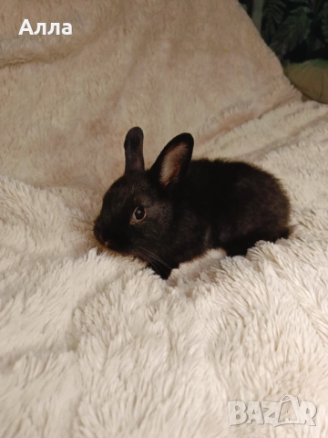 Голландско джуджета и Рекс, декоративно зайчета. , снимка 10 - Декоративни зайчета - 52861714