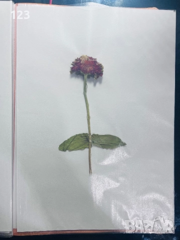 Хербарии по Биология, снимка 12 - Ученически пособия, канцеларски материали - 52644053