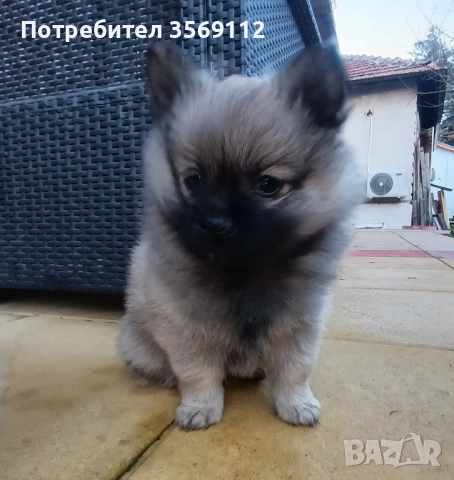 Продавам, снимка 7 - Померан - 52849823