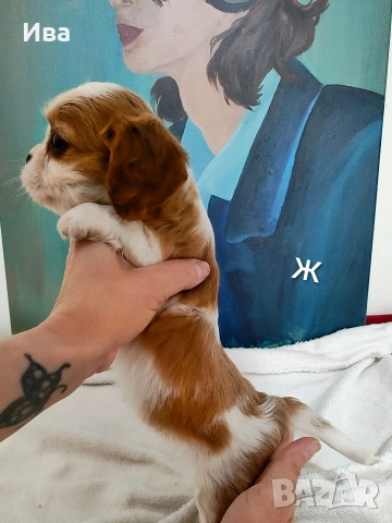 кавалер кинг чарлз шпаньол, снимка 16 - Кавалер кинг чарлз шпаньол - 52039746