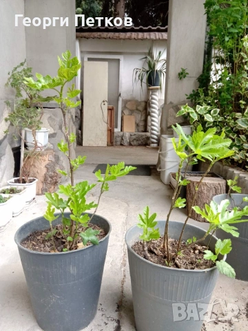 Смокинови фиданки, снимка 5 - Разсади - 54362202