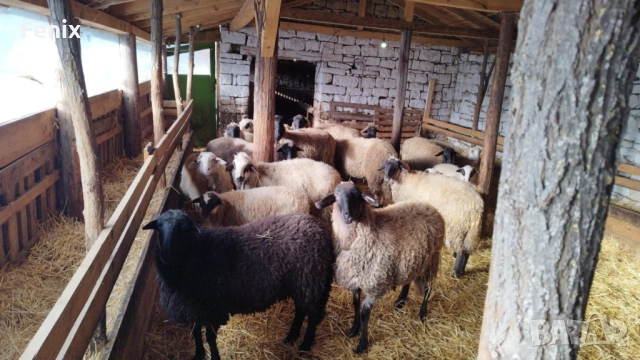 Продавам 60 овце, снимка 2 - Овце - 52802718