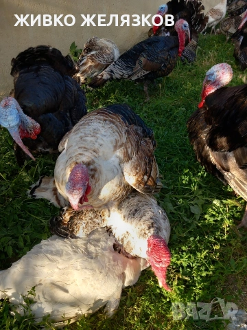 ПРОДАВАМ ОПЛОДЕНИ КОКОШИ ЯЙЦА , ЗА РАЗПЛОД, снимка 7 - Кокошки и пуйки - 53923856