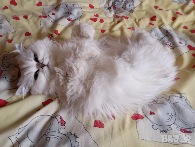 Сребърна чинчила, британска дългокосместа котка, коте, момиче, снимка 5 - Британска късокосместа - 51698402