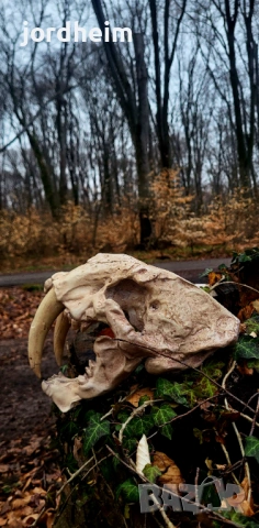 3D фентъзи черепи. 3D Fantasy realistic skulls dark fantasy, снимка 9 - Декорация за дома - 53940500