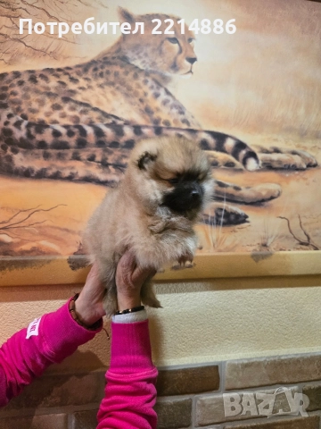 Померан женски , снимка 7 - Померан - 52939284