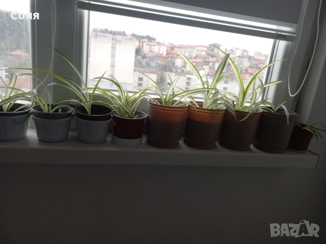 Хлорофитум, снимка 9 - Стайни растения - 53825521