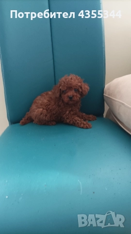 Той пудел, снимка 2 - Пудели - 52558284