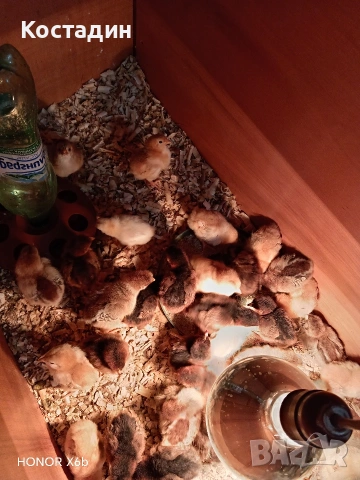 пилета катунски.. червена линия, сребърна линия, нюхемпшир 