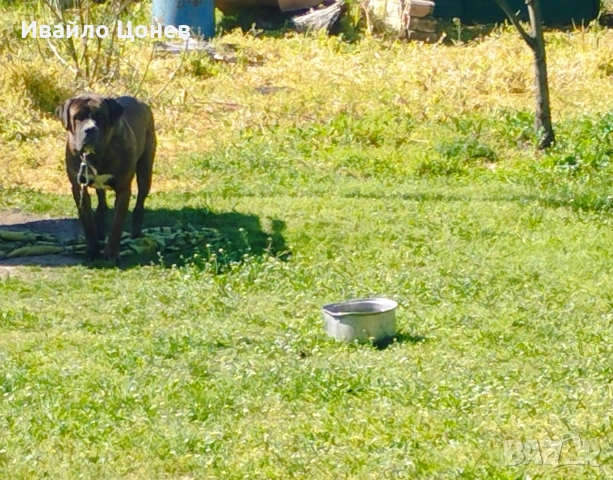 Малки кученца- Лабрадор, снимка 2 - Лабрадор ретривър - 54363432